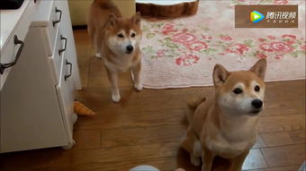 日本柴犬表情包