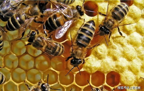 保护蜜蜂的宣传标语
